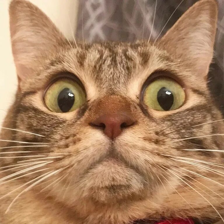 Pin oleh Елия di цитатник Foto kucing lucu, Kucing gila, Kucing lucu