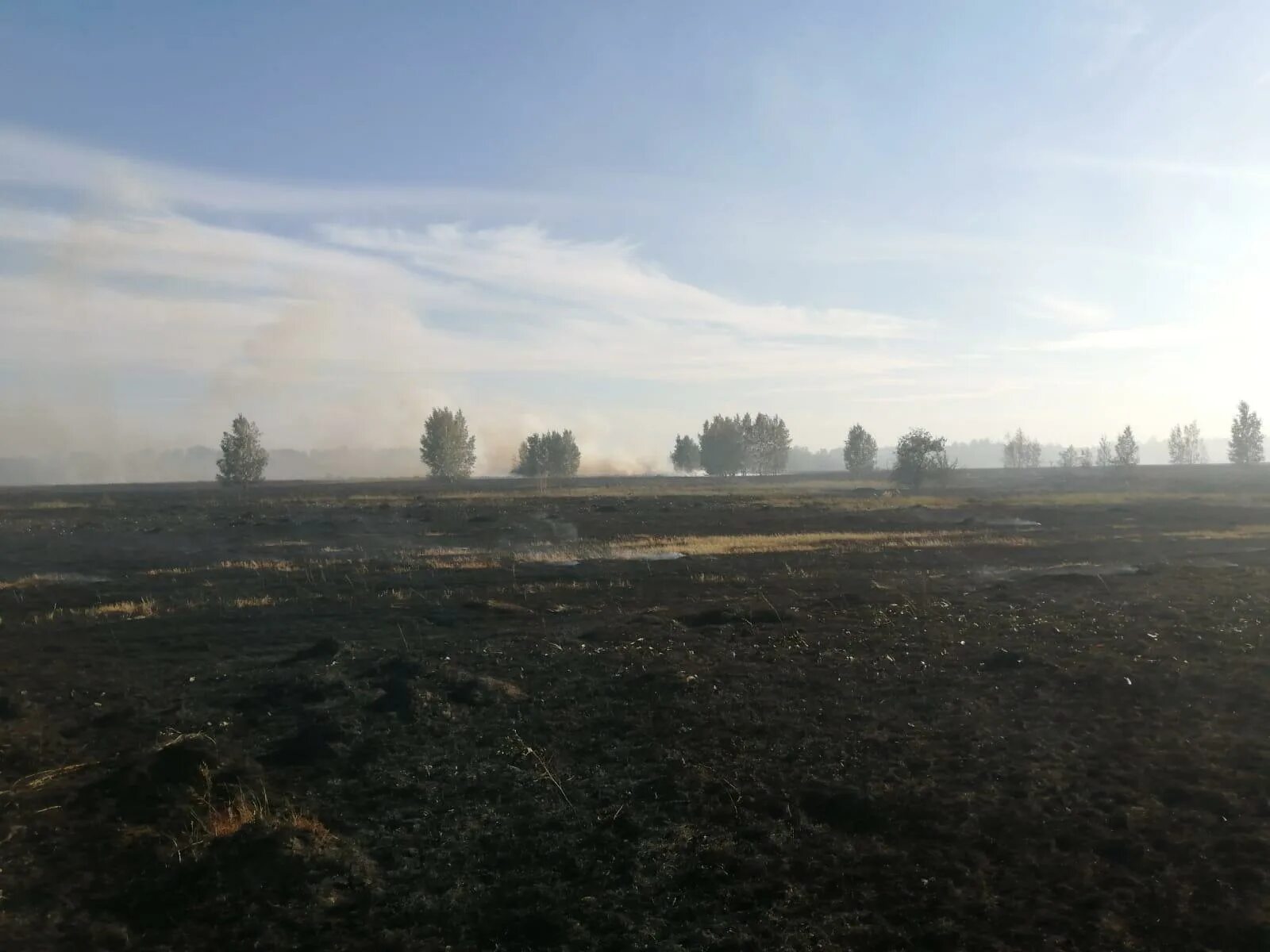 Природа московской области поля пахотные. Поля новосибирской области. Поле новосибирск. Поле под новосибирском. Гречишно-пшеничное поле алтайского края.
