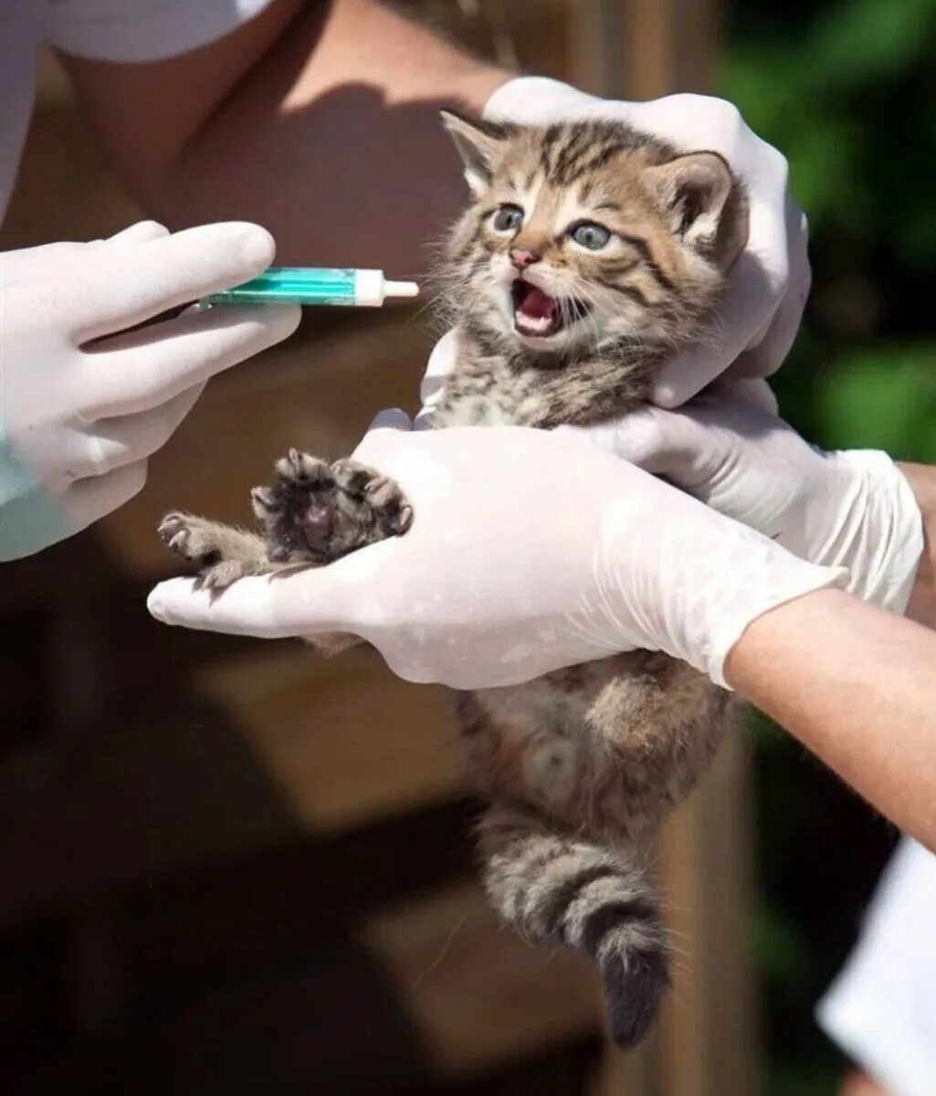 Где сделать бесплатную прививку кошкам. Вакцинация кошек. Прививка коту. Уколы животным. Прививка для кошек.