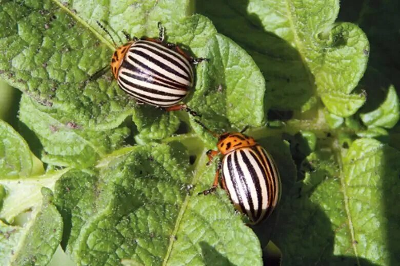 File:Leptinotarsa decemlineata001.jpg - Wikimedia Commons