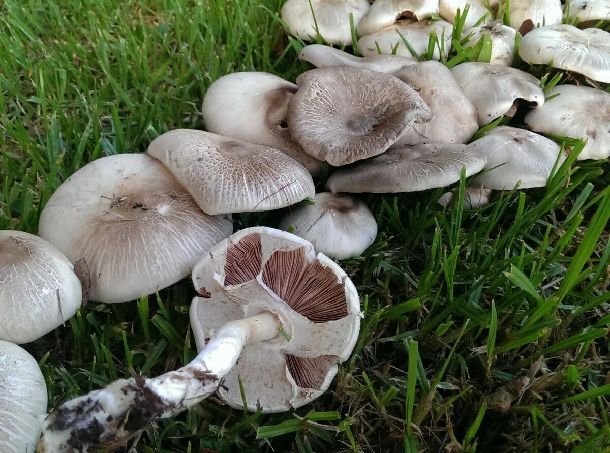 Как по другому называются грибы. Рядовка мацутакэ. Шарпаны грибы. Гриб ситыш. Белянка гриб.