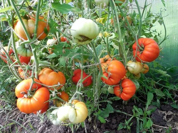 Томат король королей отзывы фото Томаты Аэлита 1 купить по выгодным ценам в интернет-магазине OZON (546904530)