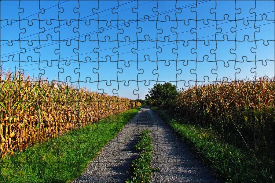 Corn fields