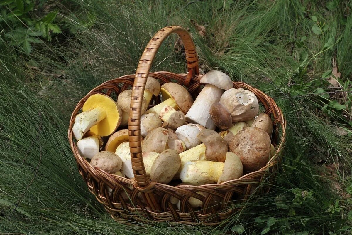 Какой гриб грибник. Грибная поляна белых белых грибов. Грибы лесные разные. Лесные грибы собранные. Грибы белые, опята , подосиновики.