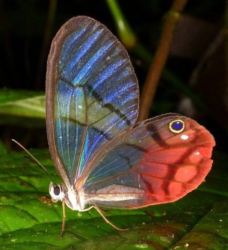 Haetera macleannania. Фантомная бабочка (Haetera Piera). Цитериас Аврорина. Amber Phantom Butterfly. Где взять бабочек