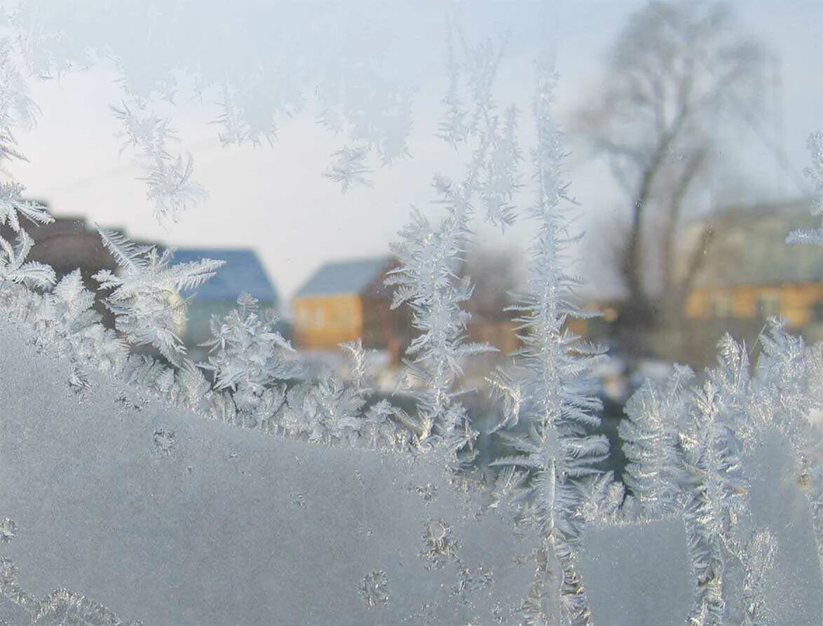 Все живое накрыло морозом. Зимнее окно. Окно зимой. Морозное утро за окном. Зима Мороз.