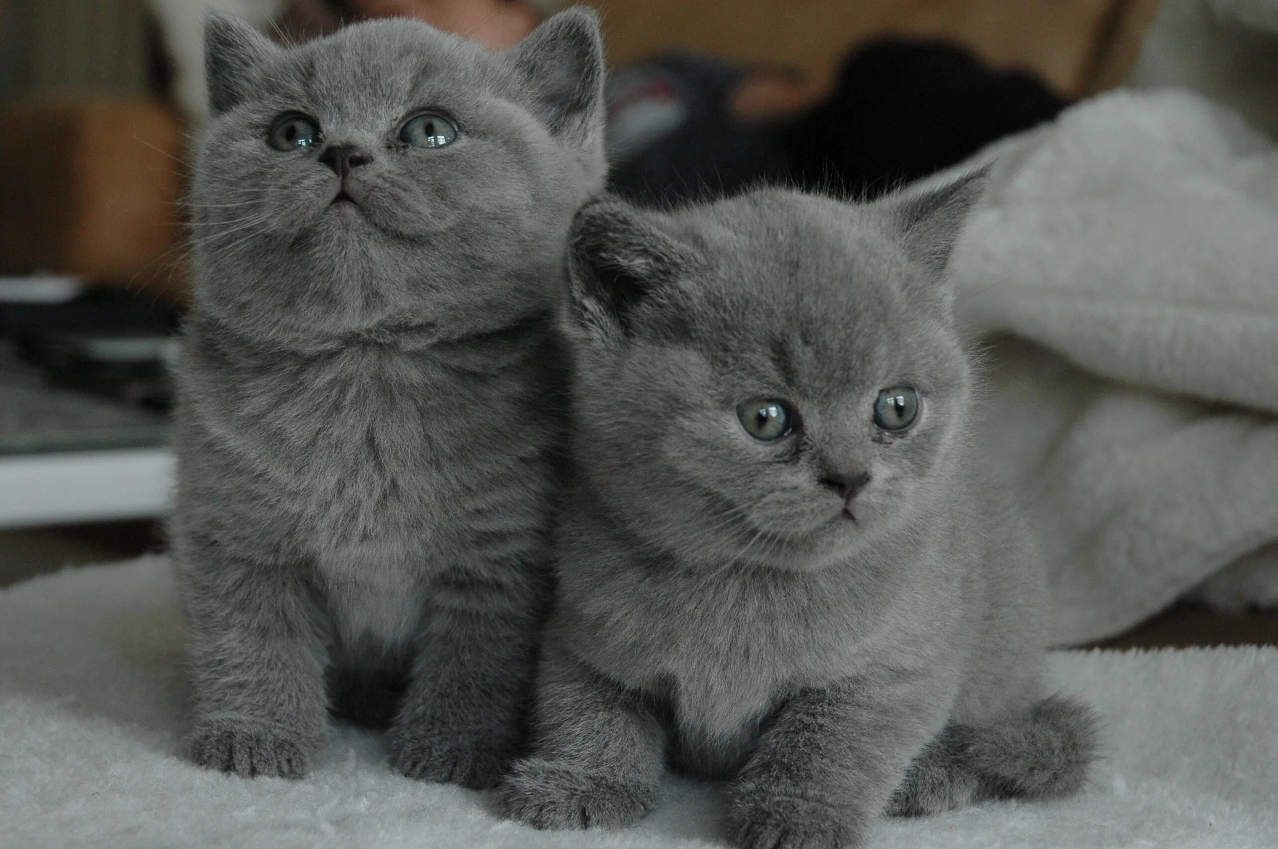 Серый котенок купить. Британская короткошёрстная кошка котята. Шотландские котята скоттиш страйт. Шотландские котята страйт голубой. Голубой британец кот прямоухий.