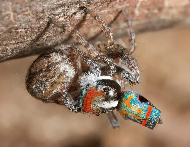 MG_9731 peacock spider Maratus linnaei Spider, Jumping spider, Bugs and insects