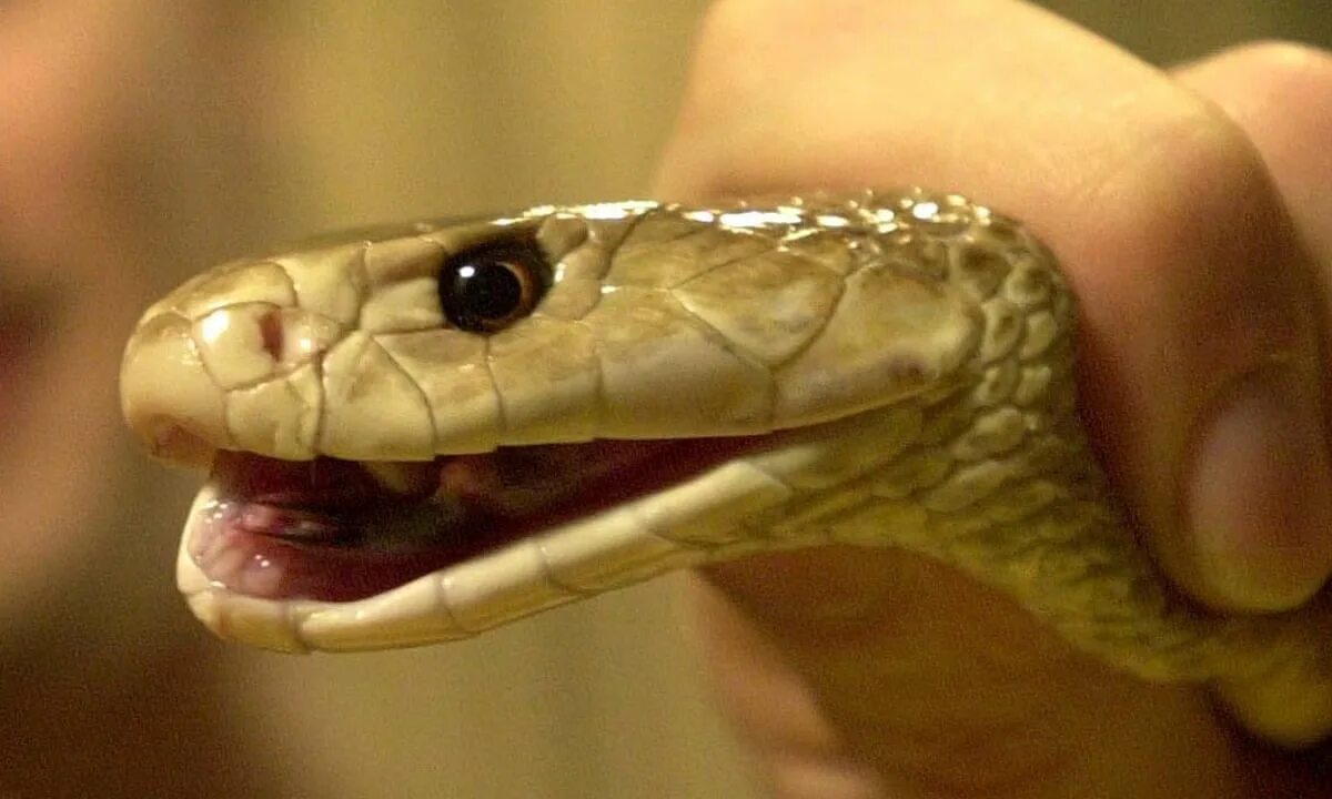 Snake bites