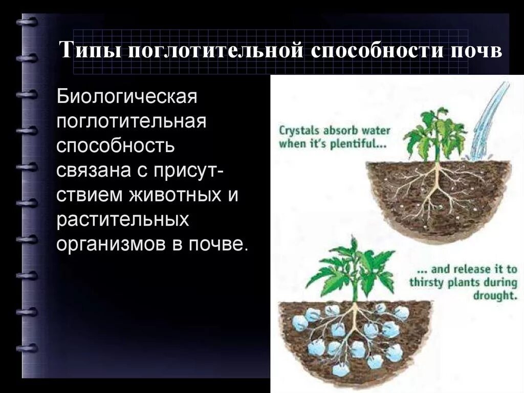 Способность почвы удовлетворять. Поглотительная способность почвы. Биологическая поглотительная способность почвы. Механическая поглотительная способность почвы. Физико-химическая поглотительная способность почв.