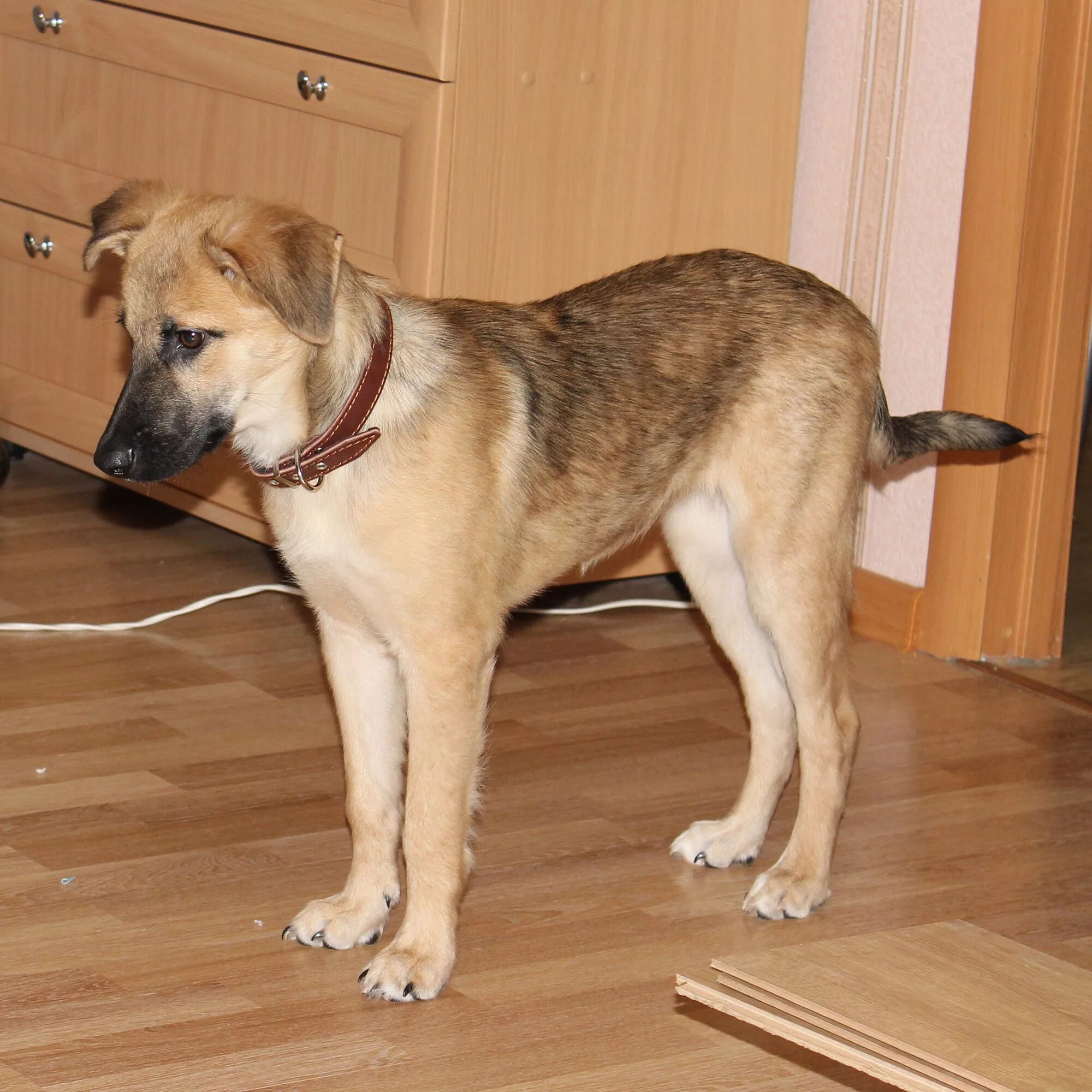 Щенок немецкой овчарки в 2. Как выглядит щенок в 5 месяцев. 5 месяца. Как выглядит щенок в 5 месяцев. Щенок немецкой овчарки 2 мес.