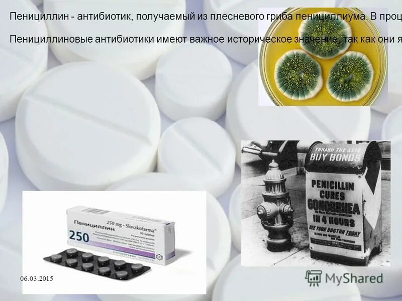 Какие грибы используют для получения антибиотиков
