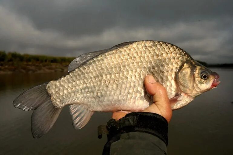 Карась среда обитания водная. Серебряный карась (Carassius gibelio). Carassius auratus серебряный карась. Карась обыкновенный Carassius Carassius. Амурский карась.