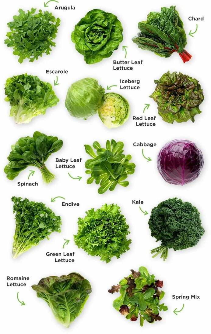 Какие бывают зеленые овощи. Зелень для салатов. Наименование зелени для салатов. Зелень названия. Разновидности салата листового.