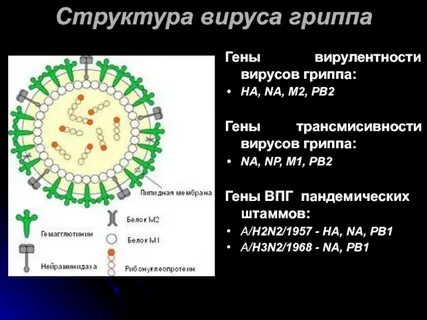 Грипп оболочка