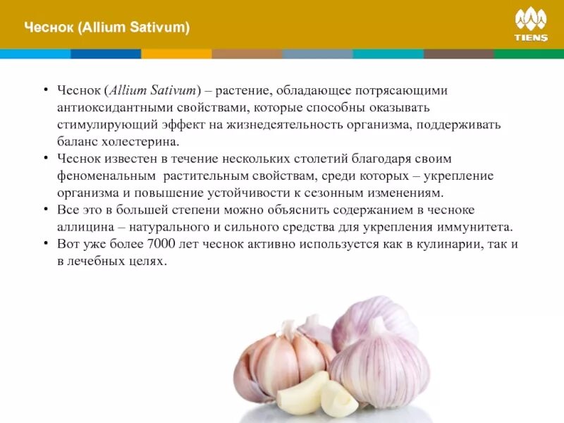 Содержание сахара в чесноке. Что содержится в чесноке. Чеснок Allium sativum. Чеснок содержание.