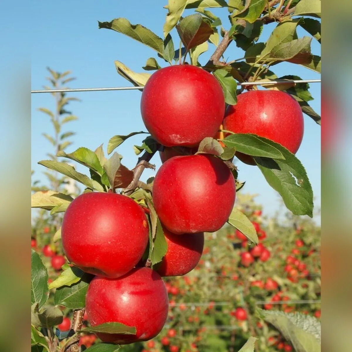 Саженцы Яблоня Гала Фендека (Malus domestica Gala Fendeca) купить в Москве по ни
