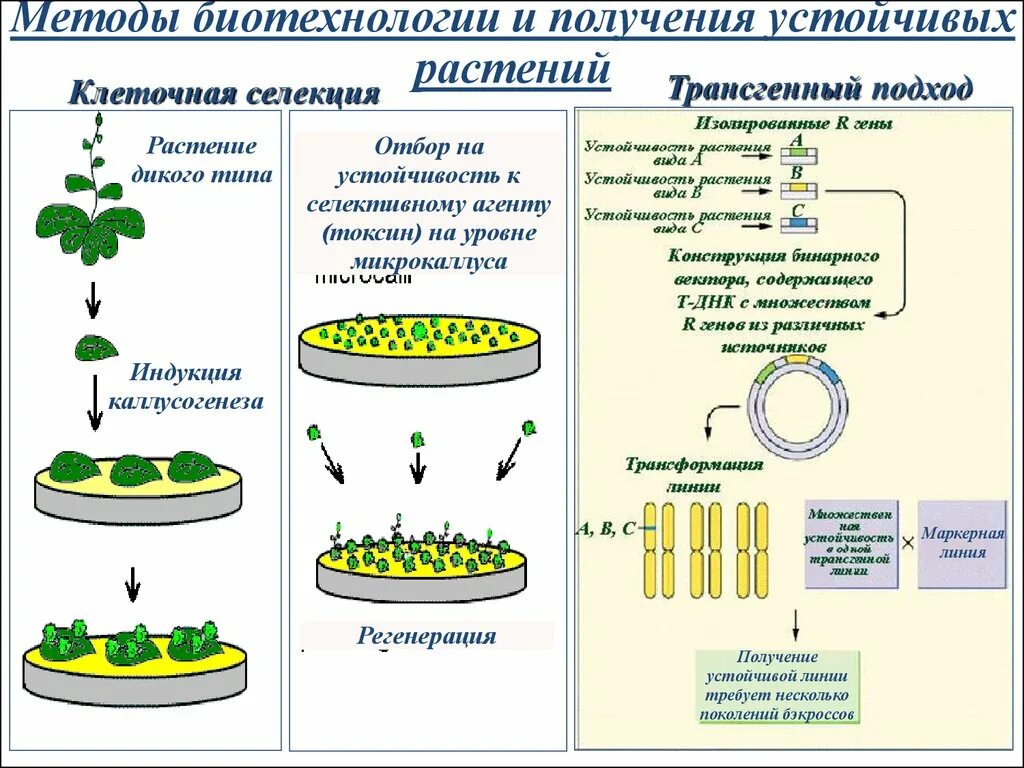 Обработка клеточной массы гормонами высаживание изолированных. Методы клеточной биотехнологии в селекции растений. Алгоритм селекции растений. Схема получения культуры ткани растительных клеток. Методы клеточной селекции растений презентация.