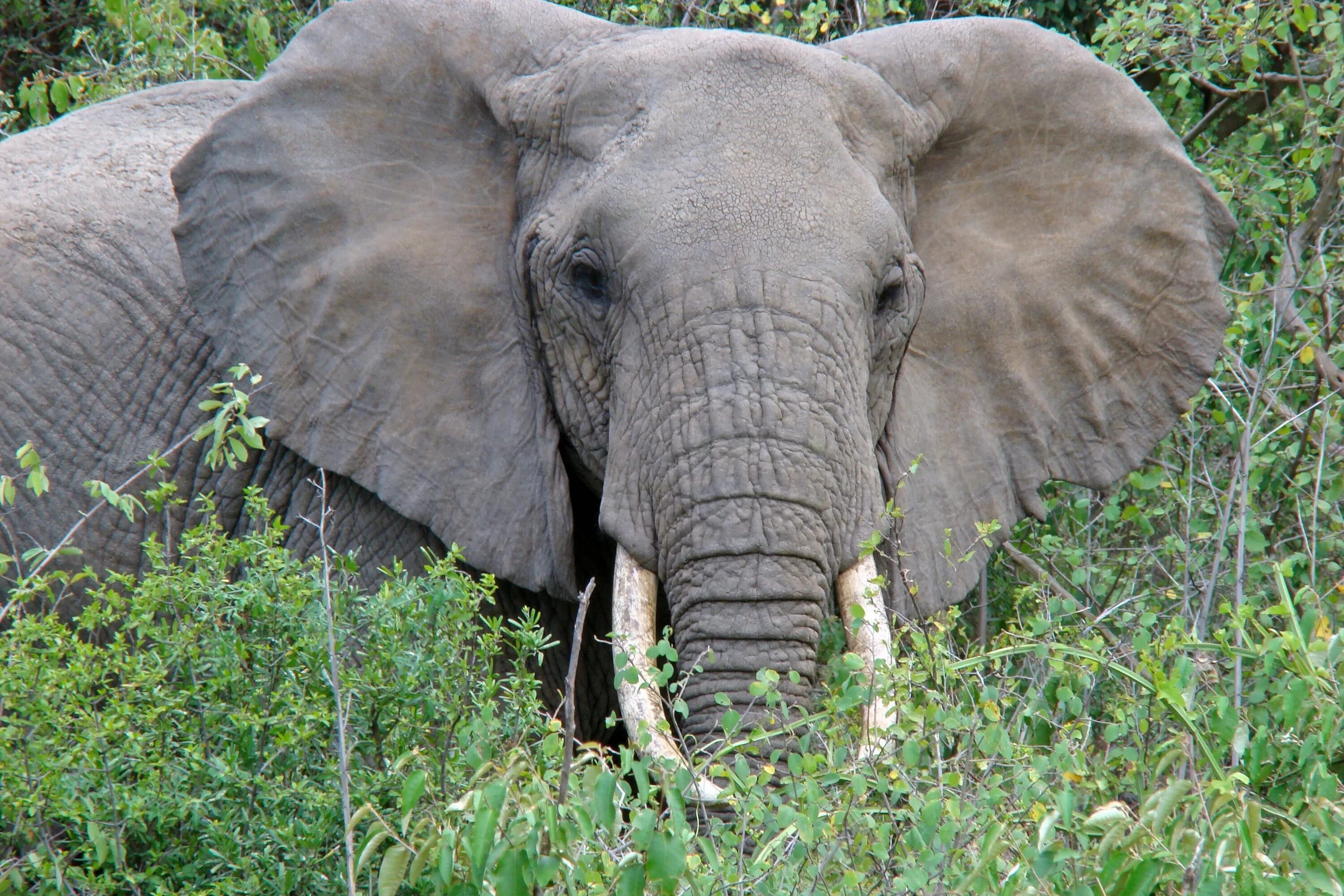 Поставь elephant. Африканский слон. Саванный слон. Африканский слон фото. Слоны живут.