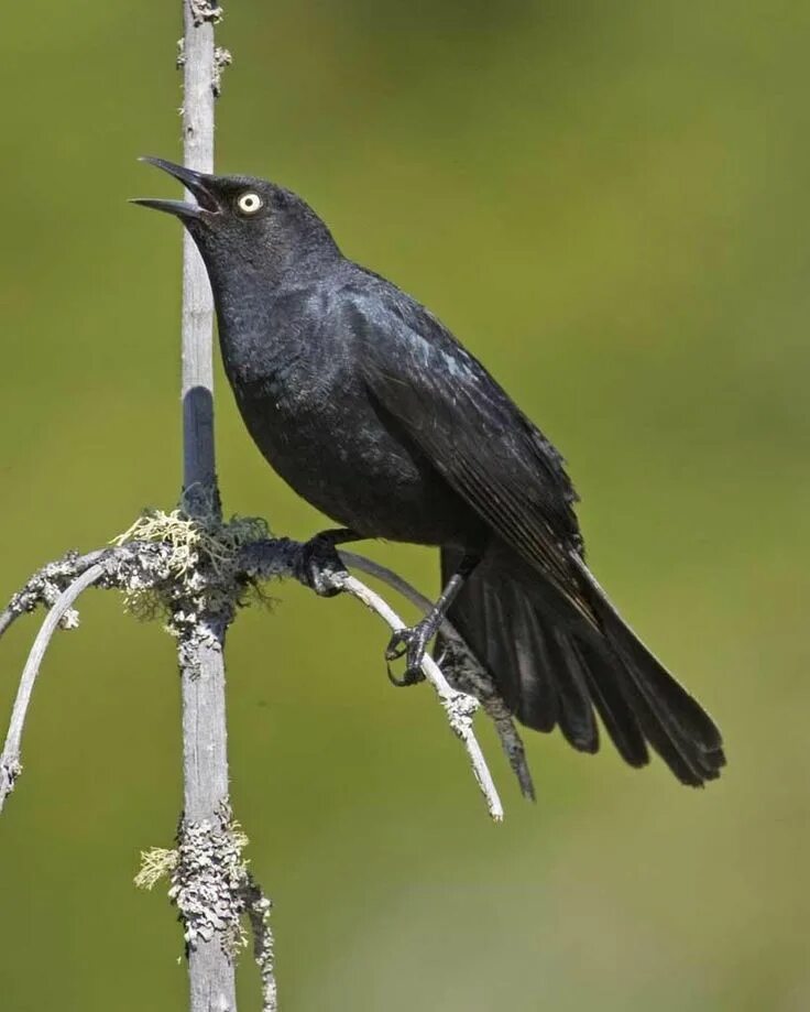 Блэк Бирд. Blackbird Blackbird. Маленькая черная птичка. Черная птица с черным клювом.