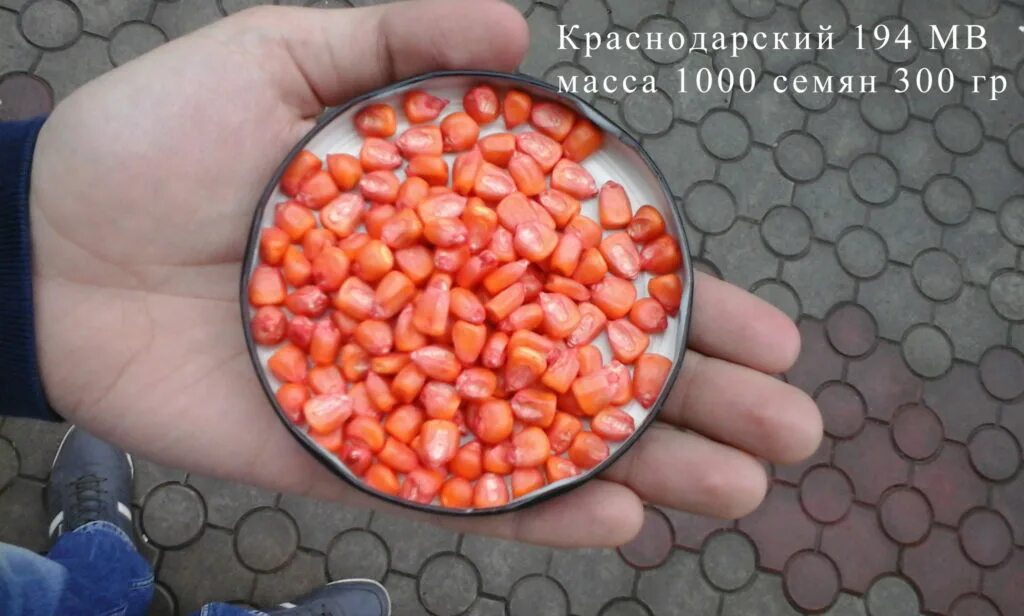 Состояние кукурузы краснодарский 385 мв. Семена кукурузы краснодарский 291. Кукуруза краснодарский край. Сорт кукурузы краснодарский. Семена кукурузы краснодарский 291.