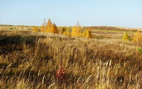 Вянет и желтеет травка на полях