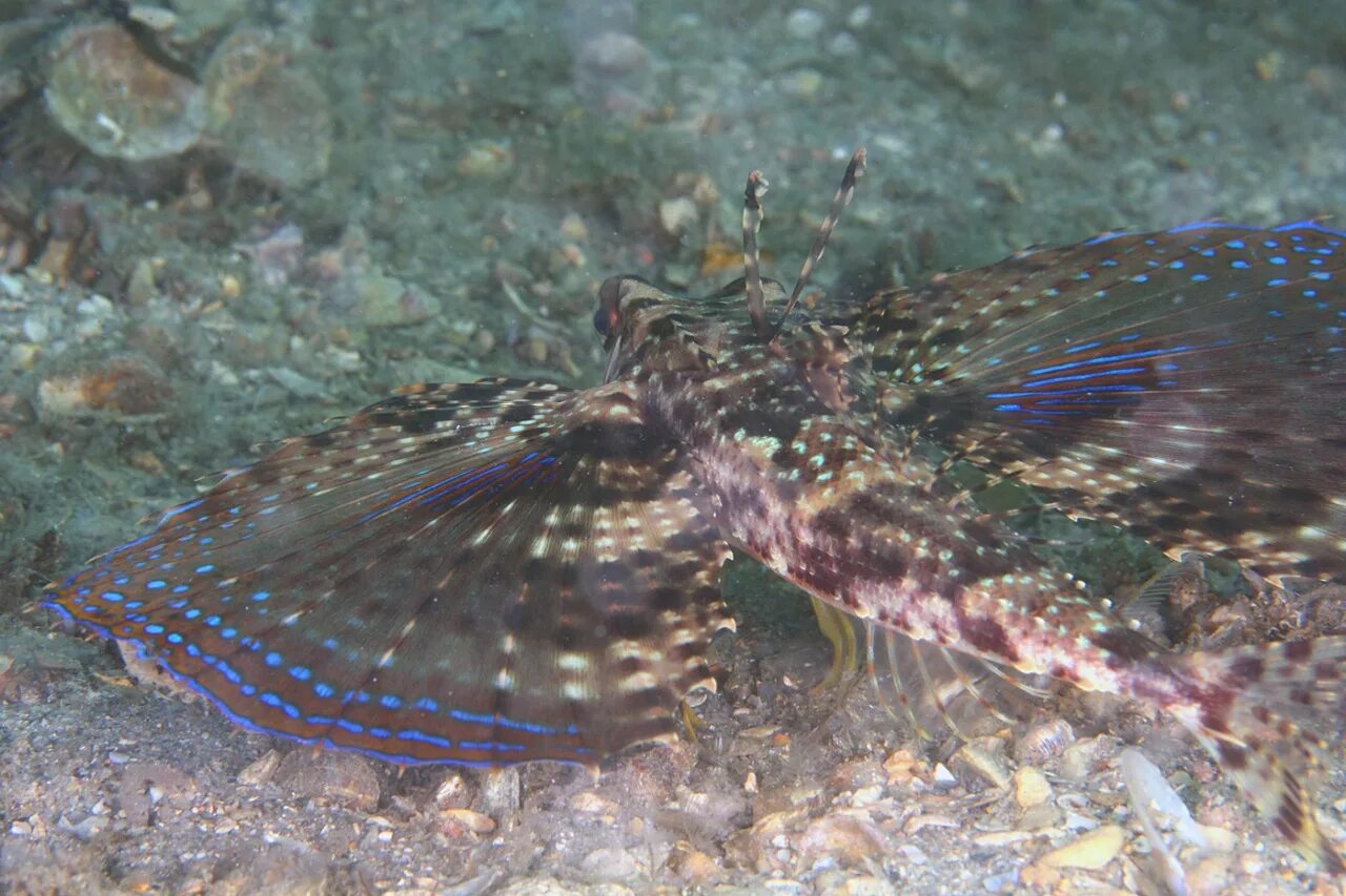Рыба петух в черном море фото Lying Gunard fish of Thailand Weird looking animals, Weird animals, Weird sea cr