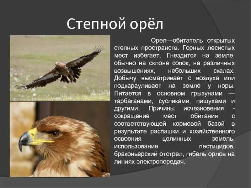 Описание орла кратко
