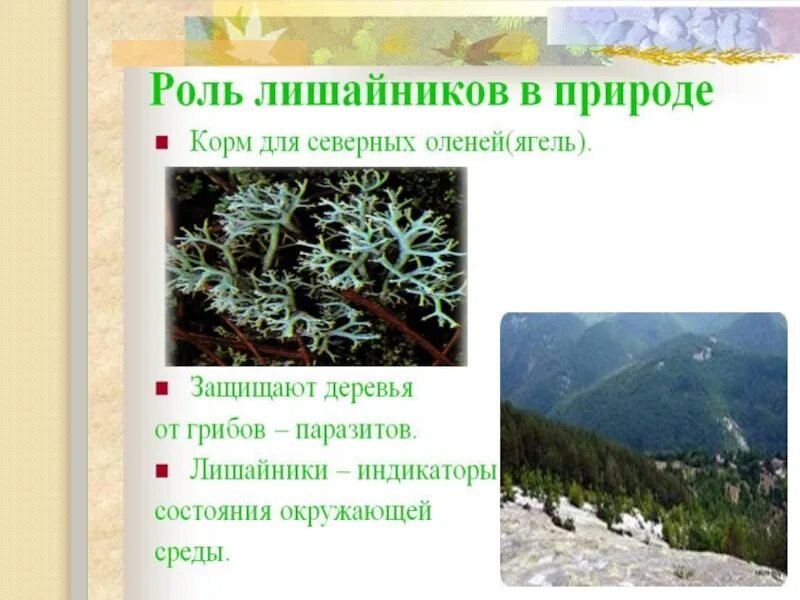 Среда жизни лишайников. Роль лишайников в природе. Роль лишайник в принродуй. Функция лишайников в природе. Роль лишайников в природных сообществах.