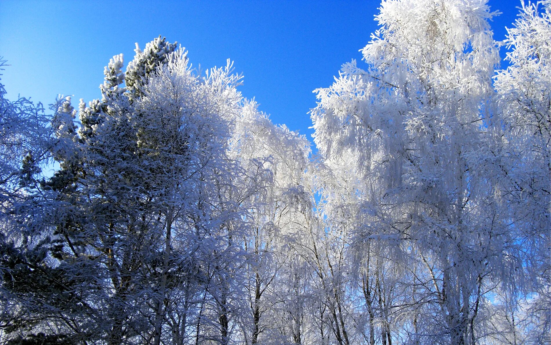 Зима красивые деревья