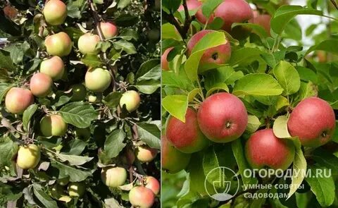 Яблоня беркутовская описание сорта фото отзывы