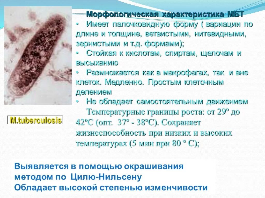 Морфологическая характеристика. Микобактерия туберкулеза. Морфологические свойства туберкулеза. Микобактерия туберкулеза (МБТ).