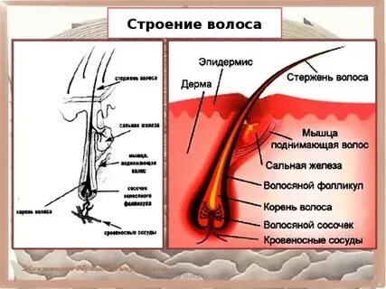 Средний слой волосяного стержня