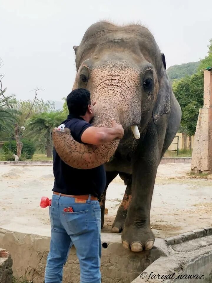 Elephant form deep
