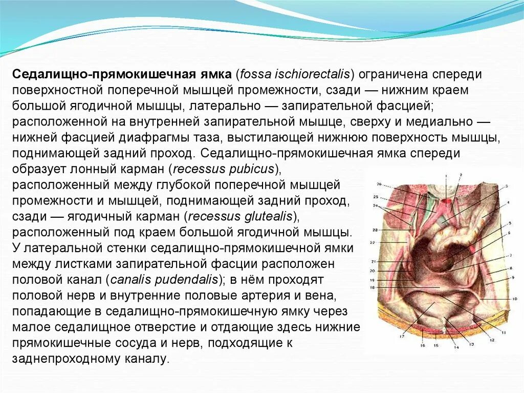 Фасции мочеполовой диафрагмы. Седалищно-прямокишечная ямка топографическая анатомия. Седалищно прямокишечная ямка содержимое. Fossa ischiorectalis топографическая анатомия. Стенки седалищно-прямокишечной ямки.