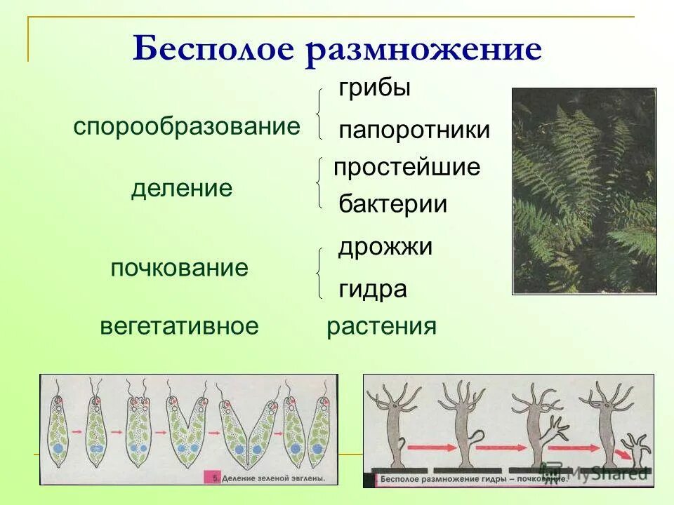 Деление лежащие в основе бесполого размножения. Спорообразование и вегетативное размножение. Формы бесполого размножения спорообразование. Бесплловое размножение растений. Бесполовоп размножение.