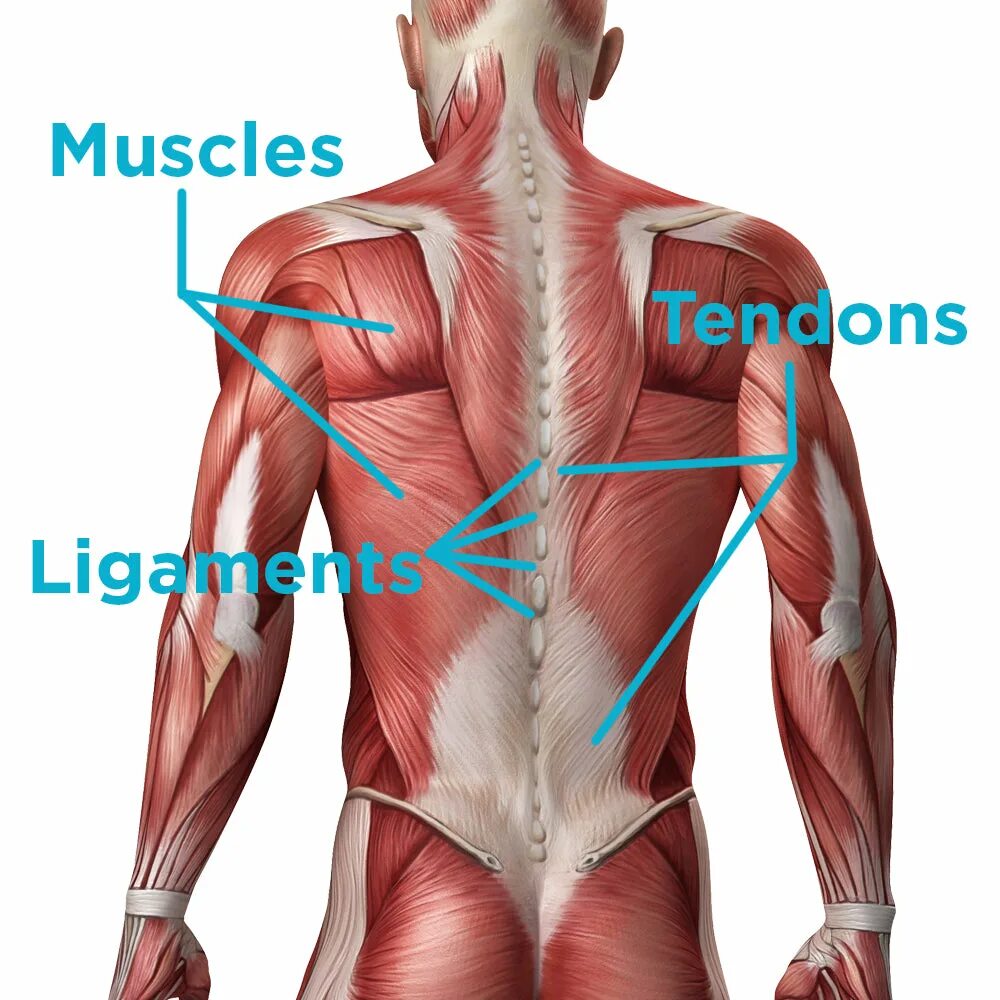 Back between. Анатомия спины. Back muscles Anatomy. Back мышца. Мышцы человека анатомия фото.