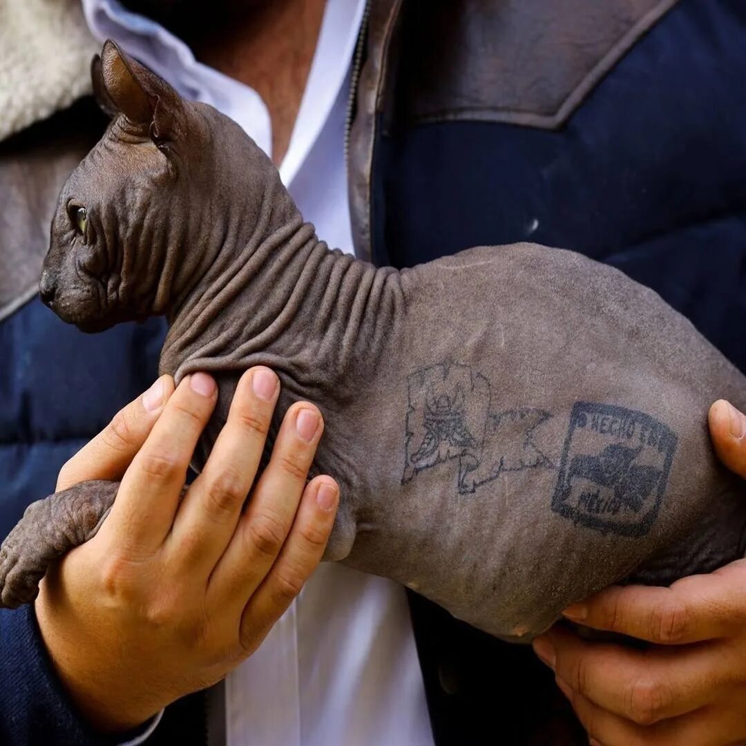 Кот за решеткой в тюрьме. Кот заключённый. Кот за решеткой. Котик зэк. Кот в тюрьме.