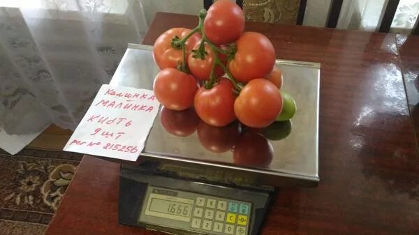 Томат сорт калинка малинка. Томат калинка малинка. калинка малинка сорт томатов. томат калинка-малинка характеристика. томат калинка малинка фото.