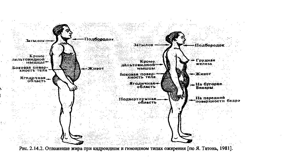 Генез ожирения