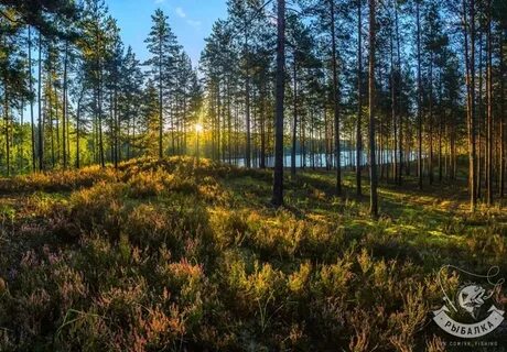 Выборгское лесничество
