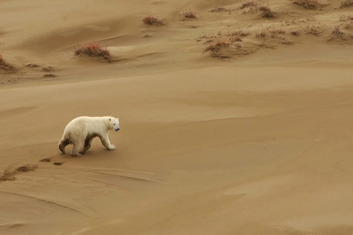 Степной медведь монголии. Гобийский бурый медведь. Мазалай медведь гобийский. Арктический полярный медведь. Медведь в пустыне.