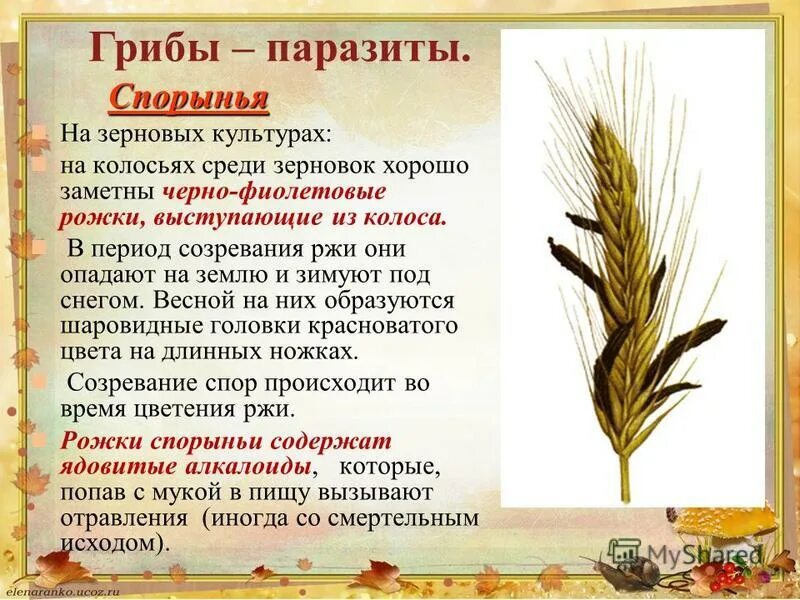 Спорынья образует микоризу. Спорынья образует микоризу