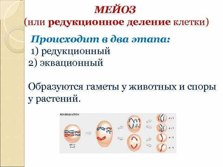 Мейоз 1 таблица по фазам. Фазы мейоза 1. Редукционный мейоз и эквационный. Процесс мейоза свойственен:. Биология схема мейоза.