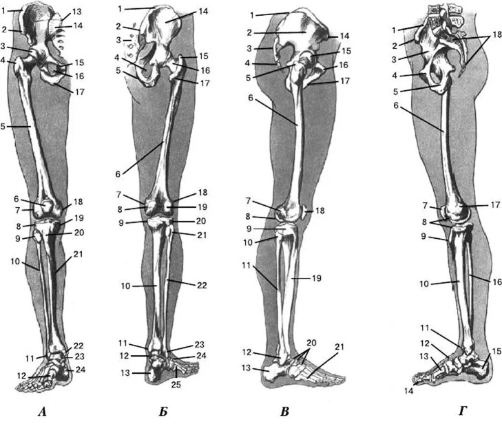 Анатомия нижней конечности человека. Строение нижних конечностей анатомия. Кости таза и нижних конечностей анатомия. Кости таза и свободной нижней конечности. Анатомия костей таза нижних конечностей.