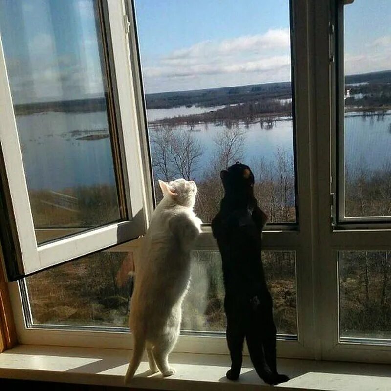 Кот ждет весну. Кошка на окне. Кошка ждет весну. Котик у окна. Котик ждет у окна.