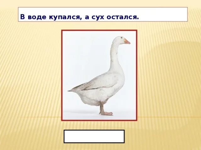 Мягкий знак морковь. В воде купался а сух остался ответ на загадку. В воде искупался а сух остался о ком так говорят и почему. В воде купался, а сухим остался. Загадка в воде ,сухим остался.