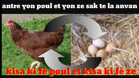 Кура или курица