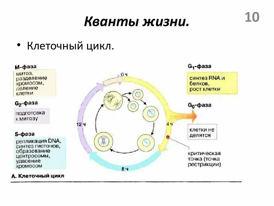 Стадии жизненного цикла клетки митоз. Этапы жизненного цикла клетки схема. Жизненный цикл клетки митоз схема. Схема стадий жизненного цикла клетки. Жизнь клетки до ее деления