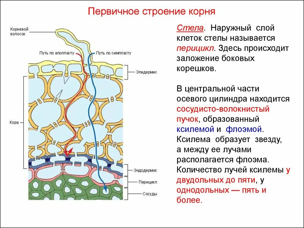Движение происходит за счет. Движение происходит за счет